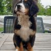 Prodajem štence Bernskog planinskog psa, oštenjeni su 12. maja