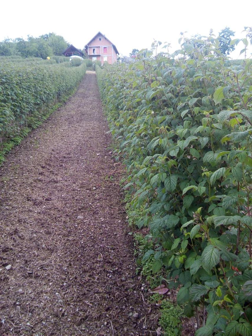 Potrebni beraci malina (Varda – Kosjeric)