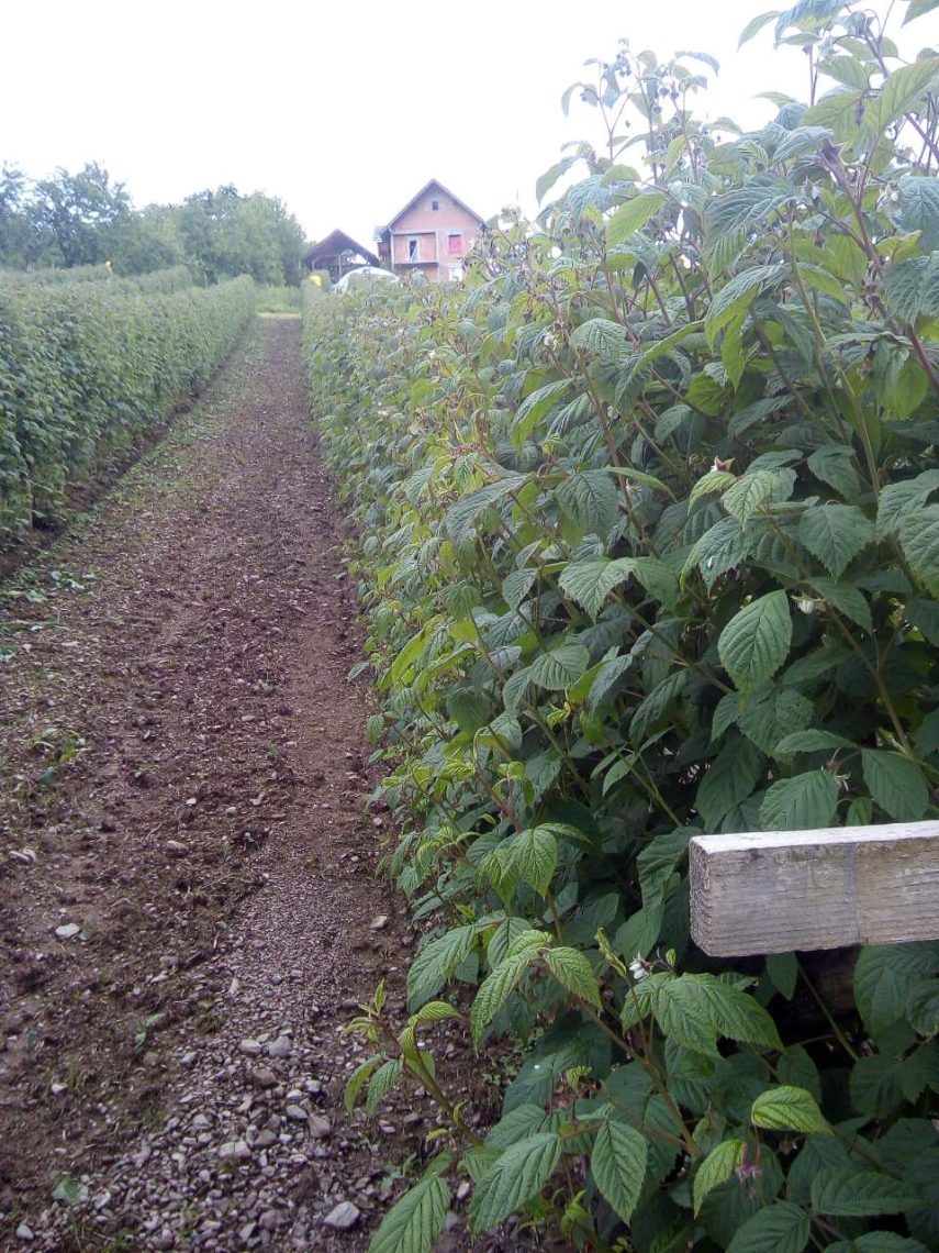 Potrebni beraci malina (Varda – Kosjeric)