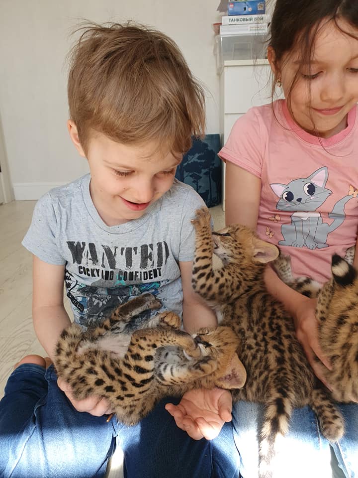 serval, savannah i caracal mačići dostupni