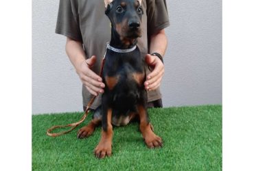 Štenci dobermana