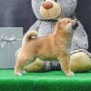 Shiba inu štenci