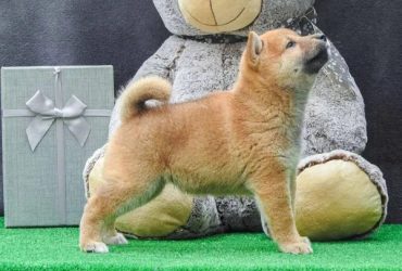 Shiba inu štenci