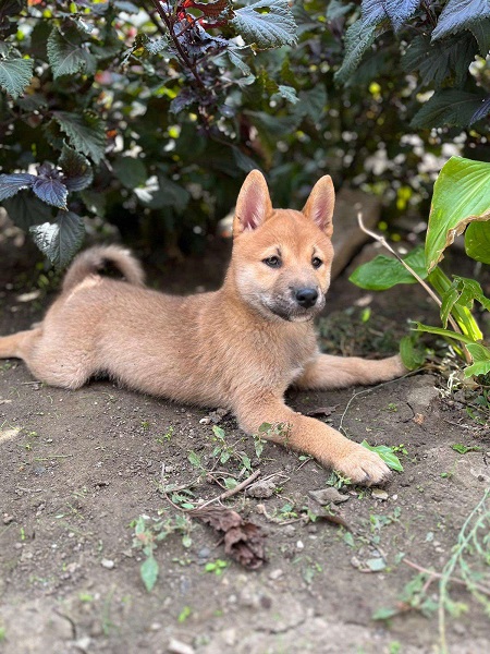 Shiba inu štenci