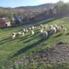 Prodajem stado ovaca i jaganjaca ukupno 43 komada. Tel.069 4492955,  Žarko.