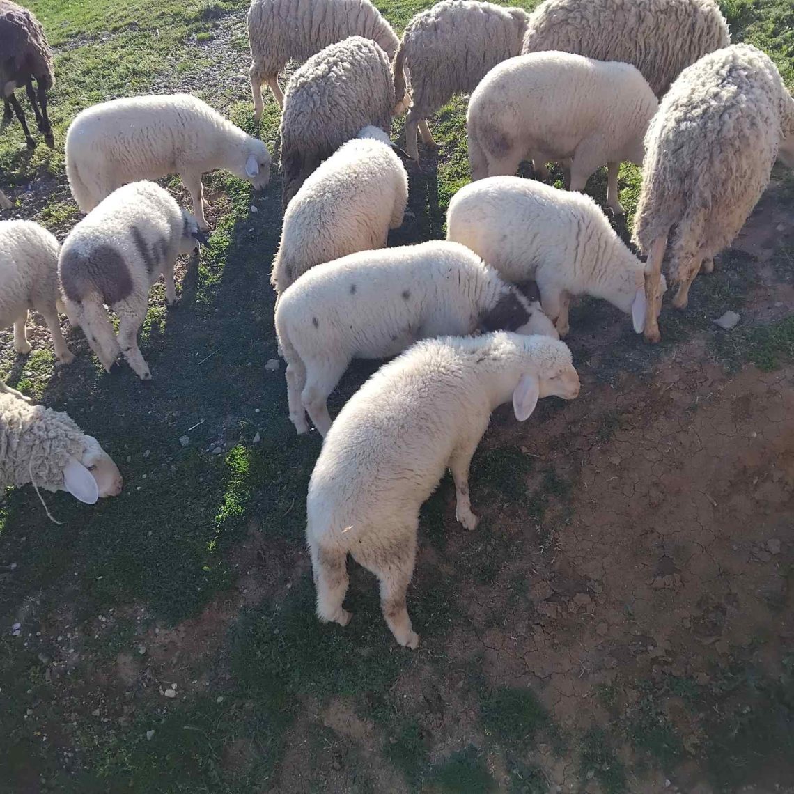 Prodajem stado ovaca i jaganjaca ukupno 43 komada. Tel.069 4492955,  Žarko.