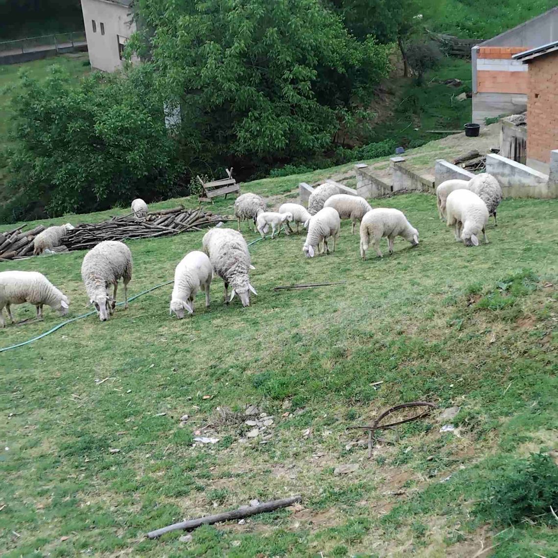 Prodajem stado ovaca i jaganjaca ukupno 43 komada. Tel.069 4492955,  Žarko.