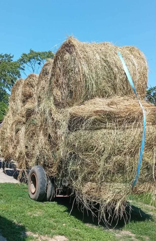 Mešana detelina rol bale