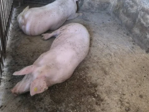 Prodajem 6 svinja